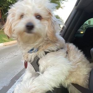 Meet your Posher, Iris